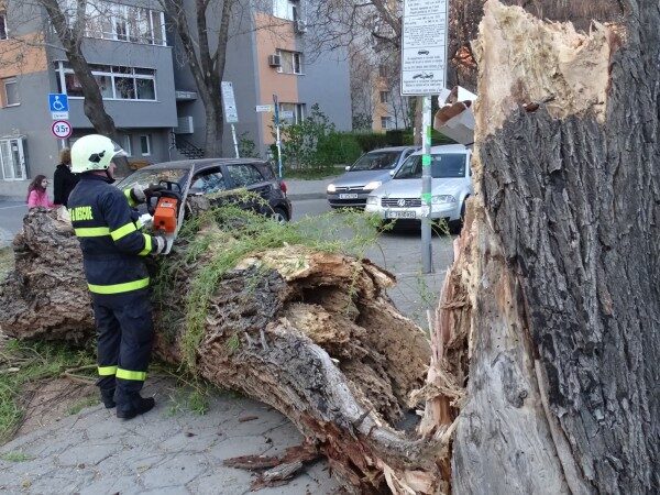 Възрастен мъж е в болница, след като върху него падна дърво в Пловдив