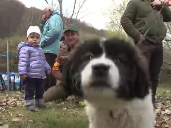 В с. Железница се проведе изложба на каракачански кучета