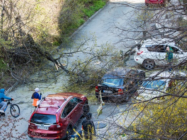 Дърво падна върху автомобил в столичния ж.к. "Изгрев"