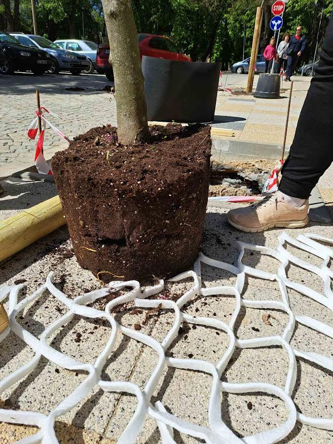 Въвеждат нова технология при засаждането на дървета в центъра на Стара Загора