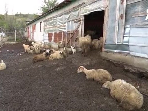 Вълци нападат стадата в кърджалийско село