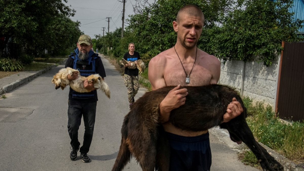 Подгизнали и изтощени. Украински доброволци спасяват домашни любимци след разрушаването на "Нова Каховка"