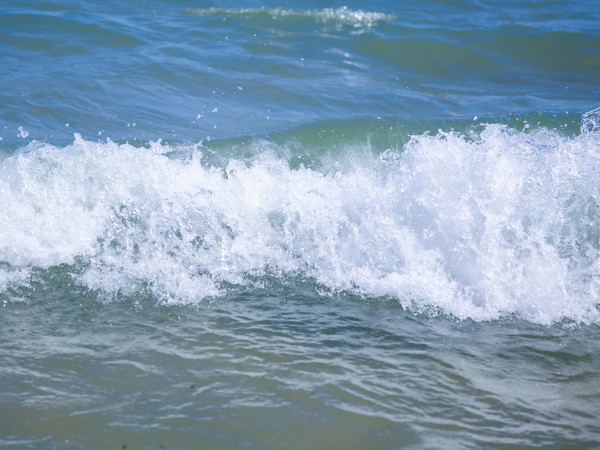 Черно море изхвърля тонове водорасли, все още е опасно