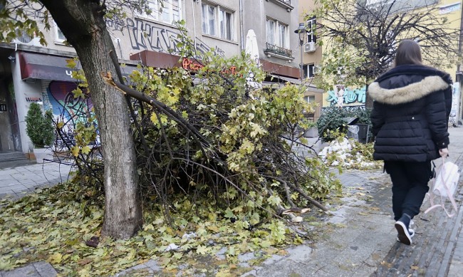 1500 кг дървесина се изнасят всекидневно от столичния район "Средец"