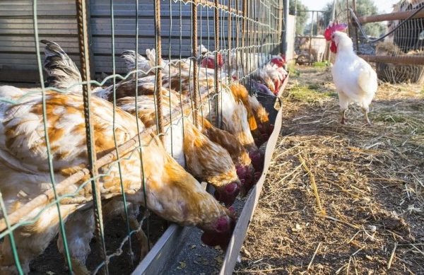 154 000 кокошки са с птичи грип в Асеновград