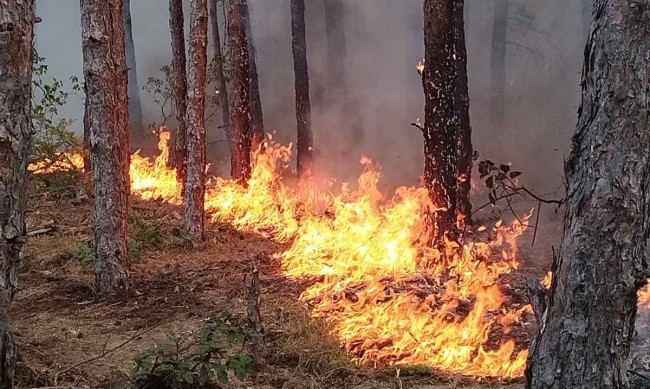 Критично: Гръцкият пожар на 600 м от границата ни