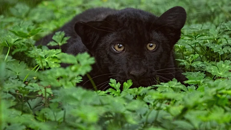 Директор на зоопарк с прогноза за леопарда в Шумен. Каза на какво е способен