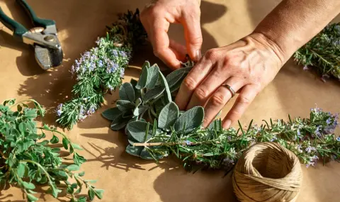 Еньовден е: Кои са най-разпространените билки в България и как да ги използваме?