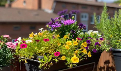 Красивите летни цветя, които най-лесно можем да отглеждаме на балкона