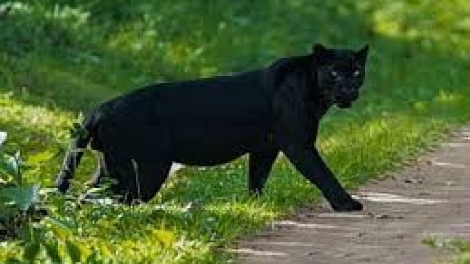 Мистерията с шуменската пантера продължава!