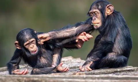 Ново изследване изведе удивителен признак, по който си приличаме с шимпанзетата