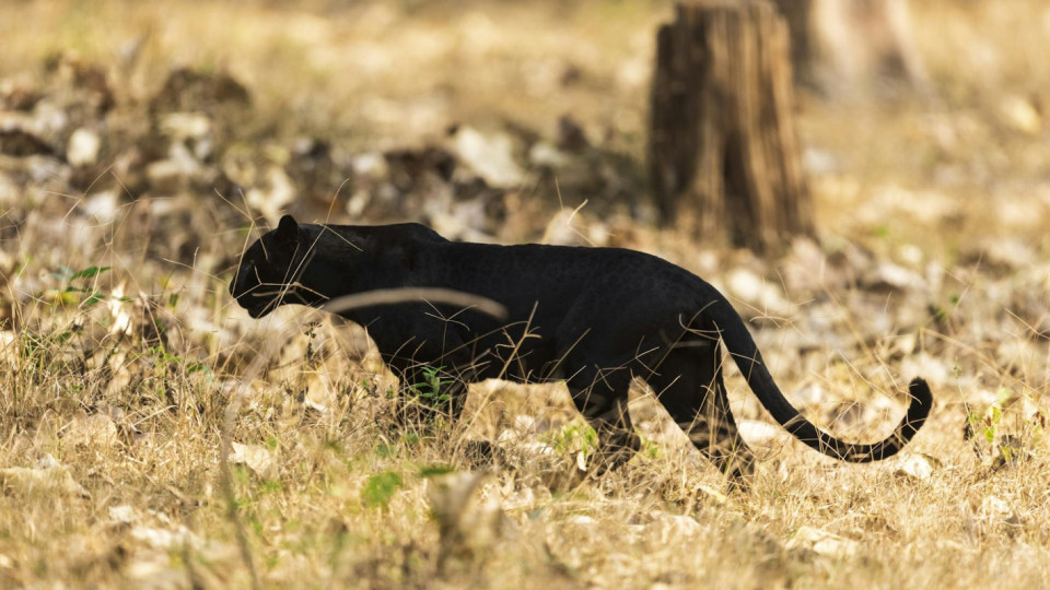 Продължава търсенето на черния леопард край Шумен