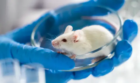 Първата мишка от двама бащи се роди в лаборатория