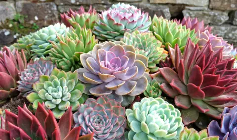 Това растение ще предпази дома ви от лоша енергия