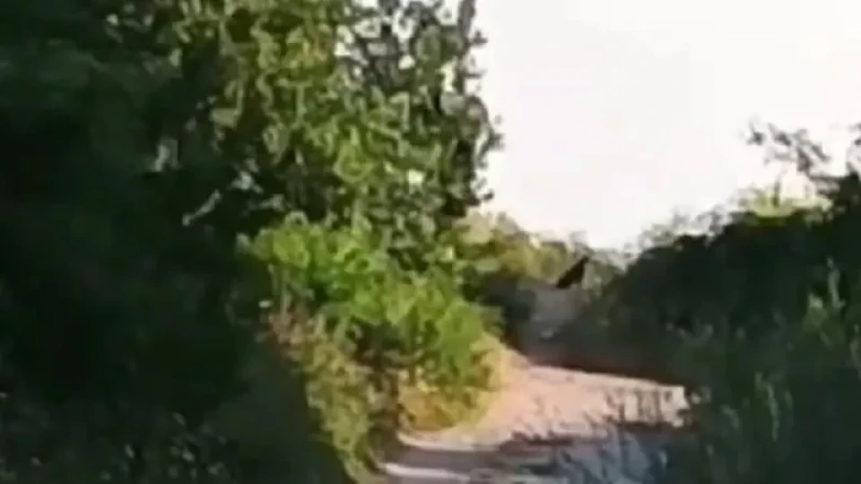 Търсят звяра с дрон и термокамера. Шумен в паника