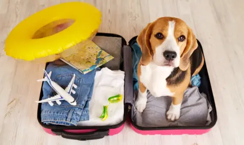 Всичко, което трябва да знаем, ако отиваме на почивка с домашен любимец