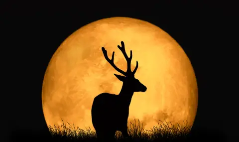 „Еленова“ Луна - най-ниската за лятото, ще озари небето следващата седмица