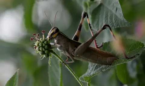 Масово нашествие от скакалци в Украйна, земеделската реколта е застрашена