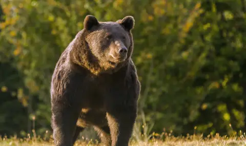 Мечка нападна овчар, на помощ бе повикан хеликоптер
