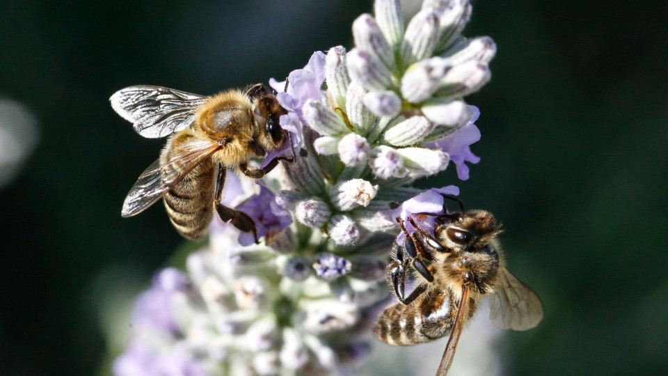 Могат ли животните да броят? Учените с неочаквано разкритие