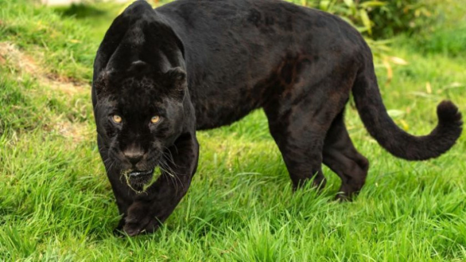 Нощен лов заради черния леопард