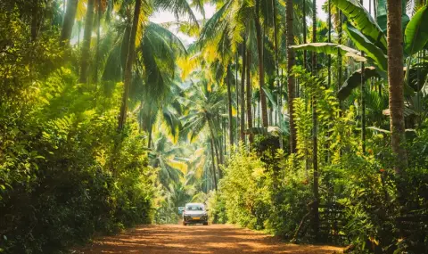 Откриха рускияна и двете й деца в индийската джунгла