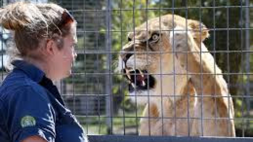 Пантера ли? Ето какво направи лъв с жена