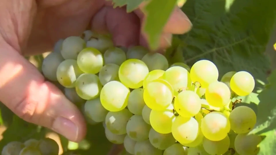 Лозари и винари алармират! Браншът е обречен