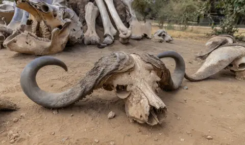 Археолози откриха следи от най-стария зоопарк в Китай (СНИМКА)