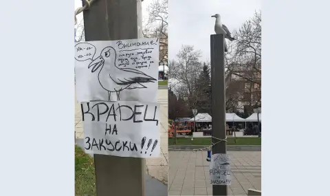 В Бургас се появиха предупредителни табели заради крадлив гларус (СНИМКИ)