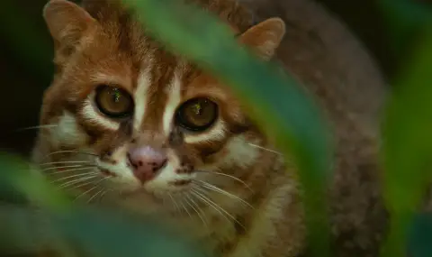 Котка от изчезнал преди 30 години вид бе забелязана в Тайланд
