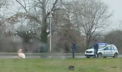 Заловиха пеликана Стойчо след завръщането му във Варна (ВИДЕО)