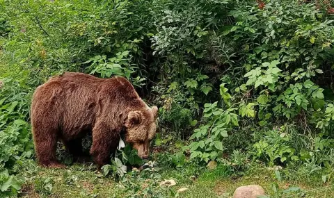 Мечките се събуждат от зимен сън: Паркът в Белица отваря врати на 1 април
