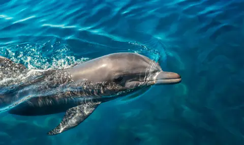 Редкият Иравадийски делфин ражда отново - надежда за застрашения вид