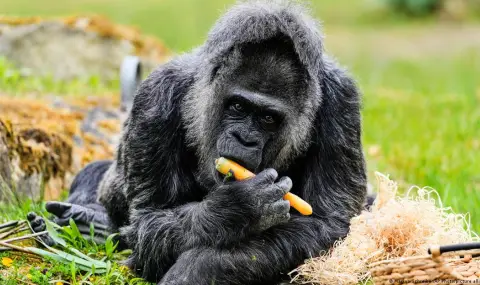 Най-старата горила в света празнува 69-ти рожден ден в Берлинския зоопарк