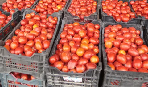 Шокиращи цени в Румъния: първите домати за сезона стигнаха 20 евро за килограм