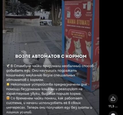 Не, чайките не задействат автоматите за храна за бездомни животни в Истанбул с мяукане