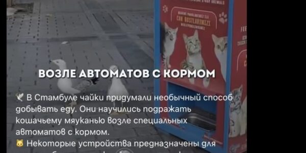 Не, чайките не задействат автоматите за храна за бездомни животни в Истанбул с мяукане 