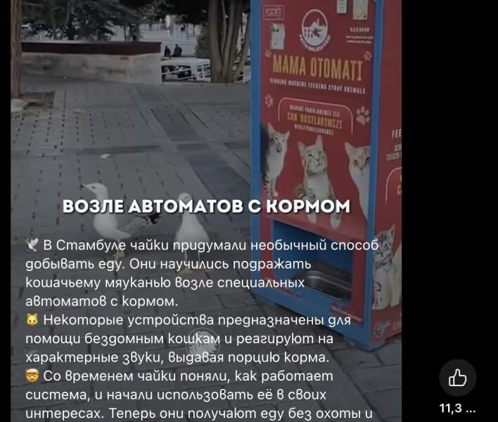 Не, чайките не задействат автоматите за храна за бездомни животни в Истанбул с мяукане 